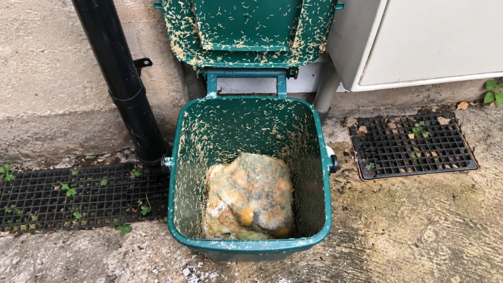 maggots wheelie bins hot weather