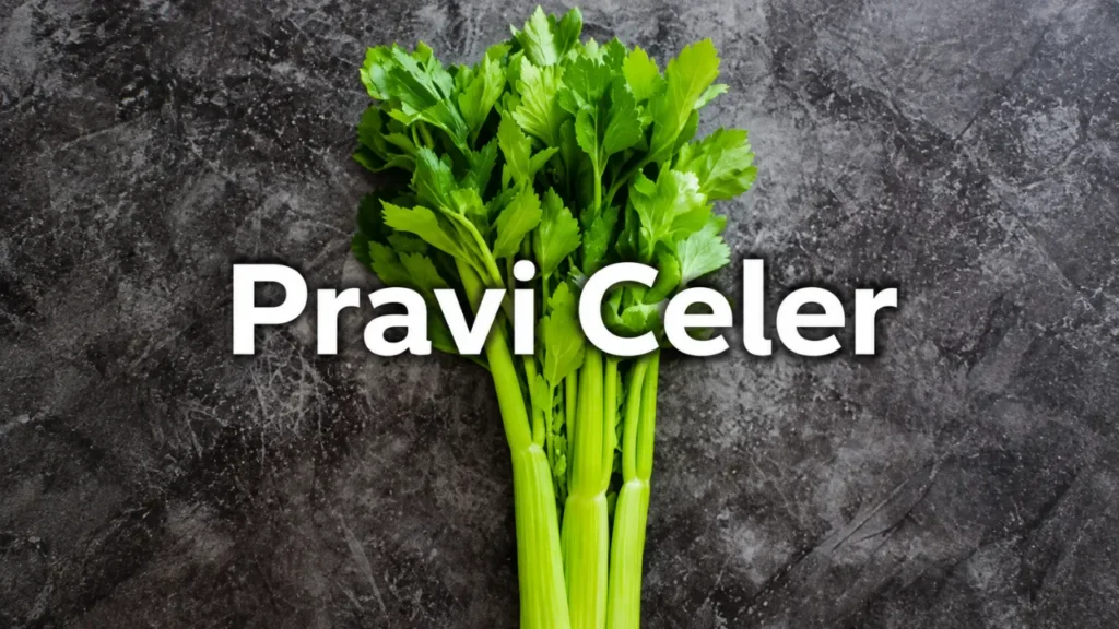 pravi celer