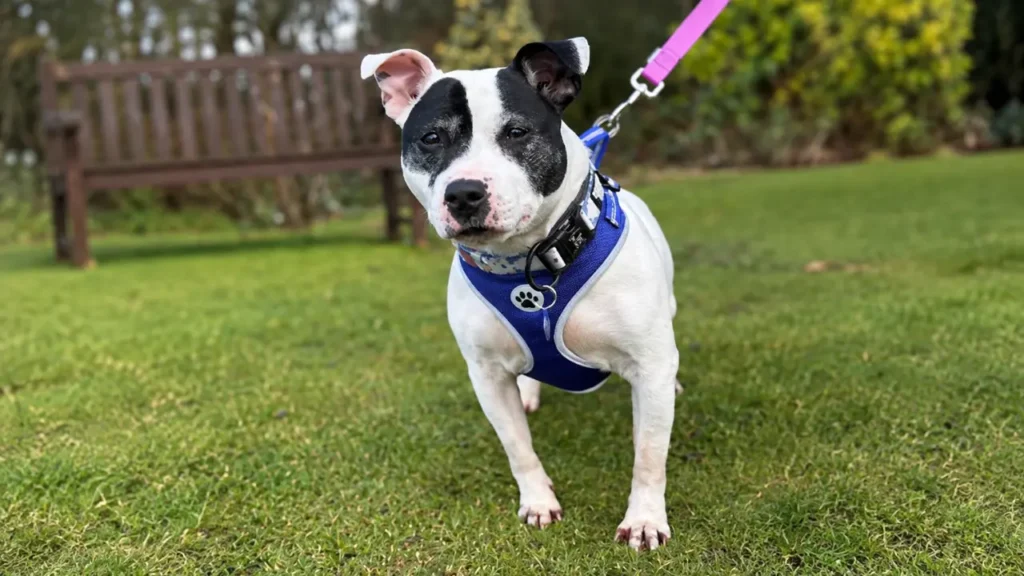 rodney staffordshire bull terrier adoption