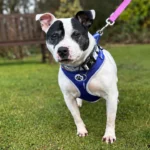 rodney staffordshire bull terrier adoption